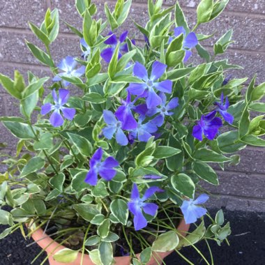Vinca major 'Variegata'