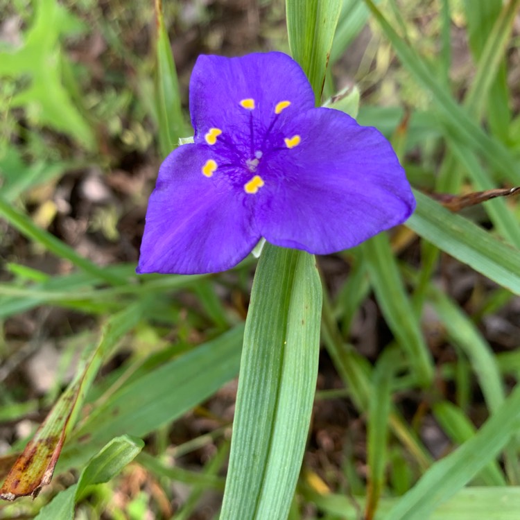 Plant image Tradescantia (Andersoniana Group) 'Sweet Kate'