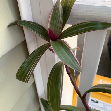 Tradescantia spathacea  syn. Rhoeo spathacea, Rhoeo discolor