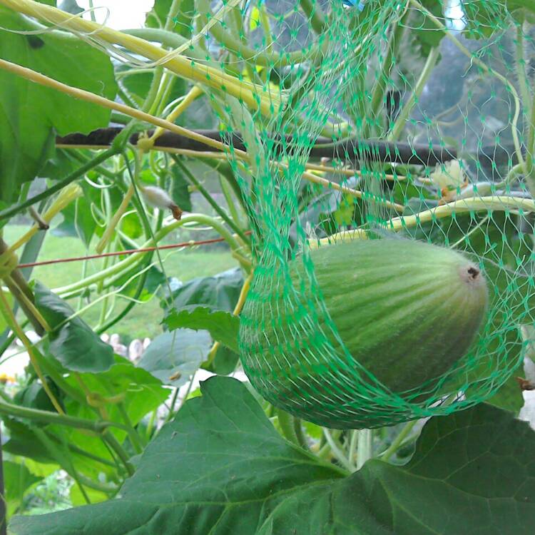 Plant image Cucumis Melo