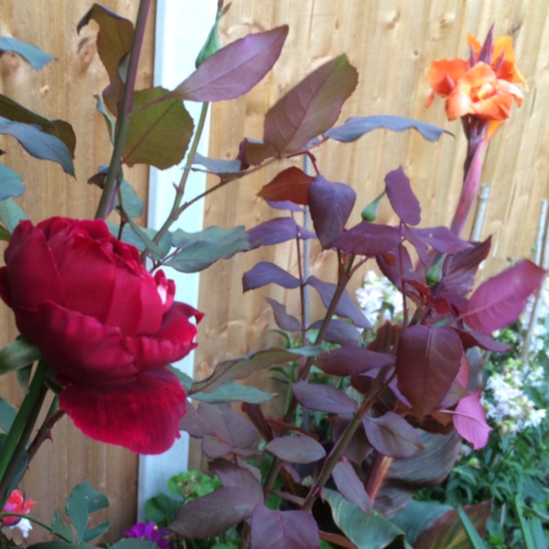 plant image 69089