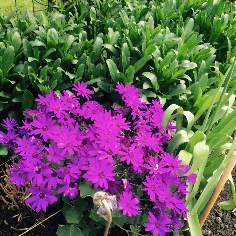 plant image 71370