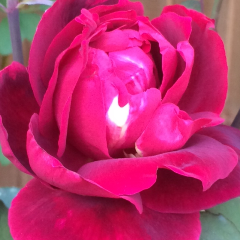 Plant image Rosa 'Black Boy'