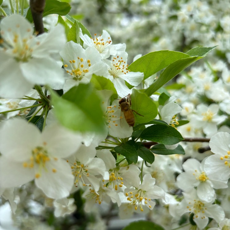 Plant image Malus baccata