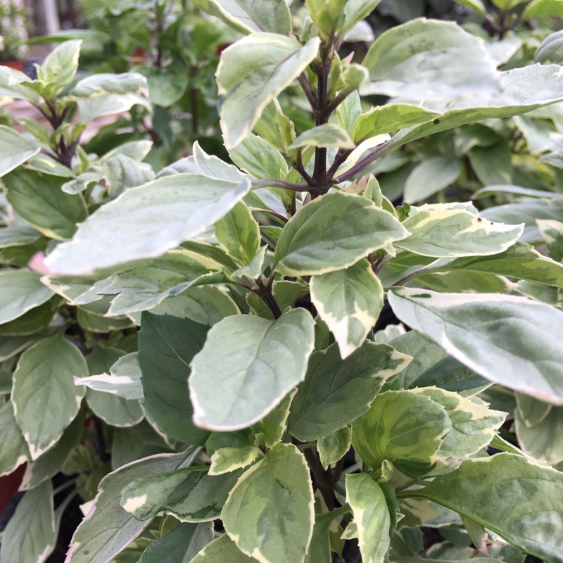 Plant image Ocimum x africanum 'Perpetuo' syn. Ocimum x africanum 'Pesto Perpetuo', Ocimum x citriodorum 'Pesto Perpetuo', Ocimum basilicum 'Perpetuo'