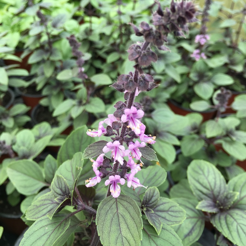 Plant image Ocimum 'African Blue' syn. Ocimum basilicum 'African Blue'