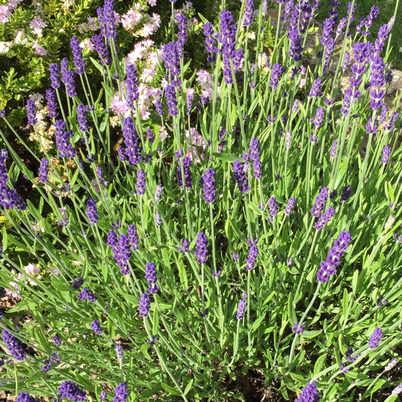 plant image 154116