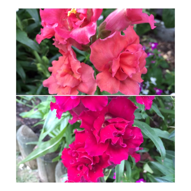 Plant image Antirrhinum majus 'Peaches And Cream'