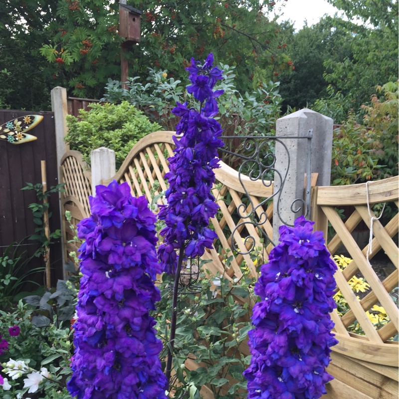 plant image 3076