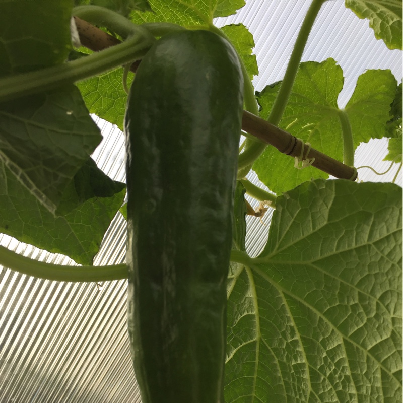 plant image 3077