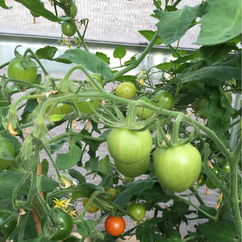 plant image 3078