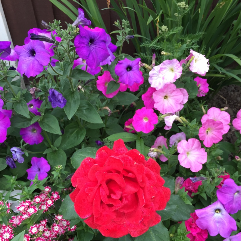 plant image 3147