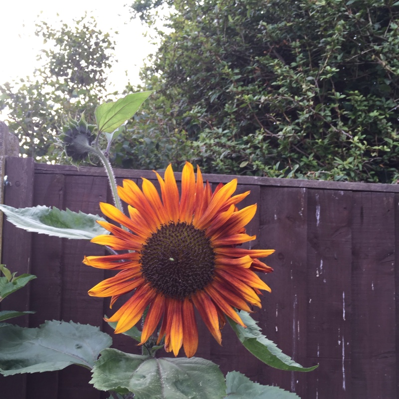 plant image 3224