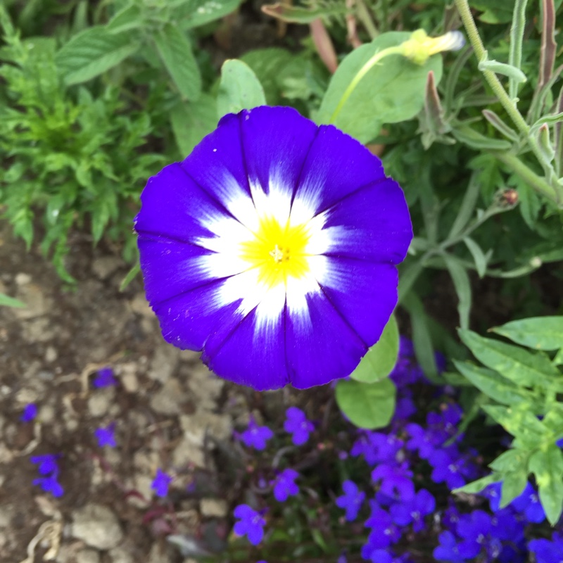 plant image 3242