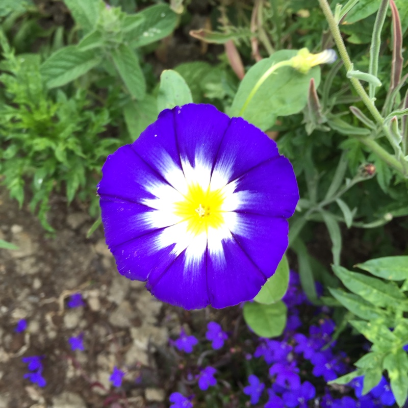 Plant image Convolvulus Tricolor 'Blue Ensign'