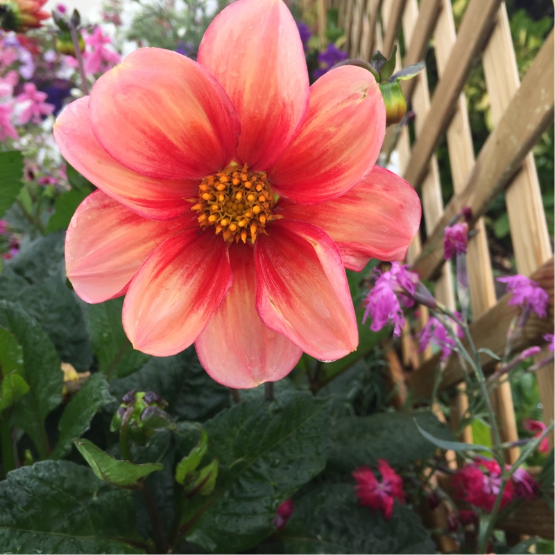 Plant image Dahlia 'Apricot Star'