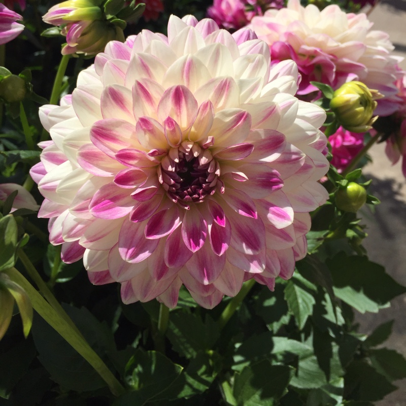Plant image Dahlia 'Blended Beauty'