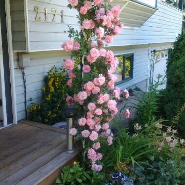 Norma's garden