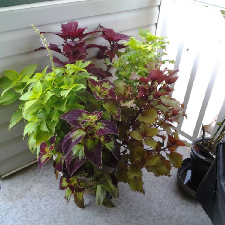 Plant image Solenostemon scutellarioides 'Kakegawa Ce10' (Stained Glassworks Series) syn. Solenostemon scutellarioides 'Burgundy Wedding Train'