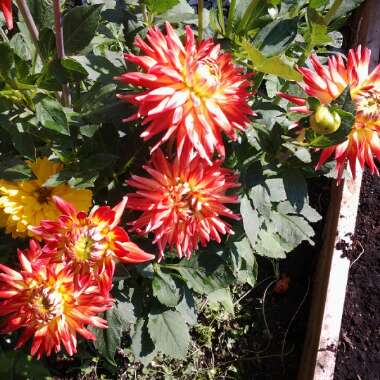 Dahlia