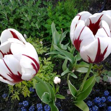 Tulip 'Happy Generation' (Triumph)