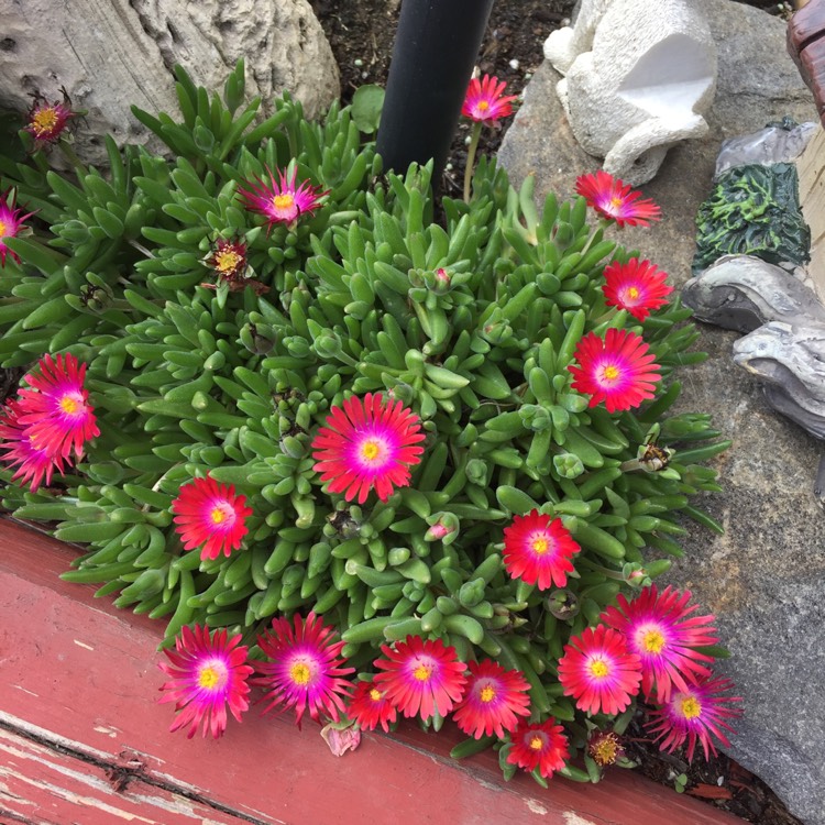 Plant image Delosperma cooperi 'Jewel of Desert Garnet' (Jewel of Desert Series)