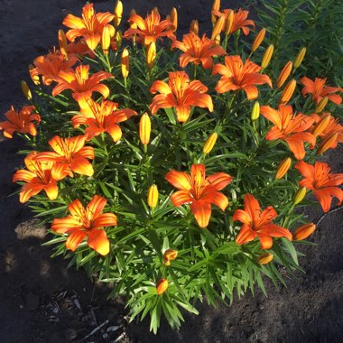 Lily (Species) Orange Lily
