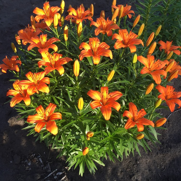 Plant image Lilium bulbiferum
