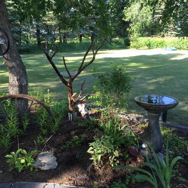 EJ's garden