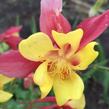 Columbine 'Origami Mix'