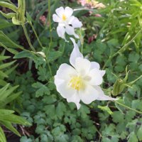 plant image 483298