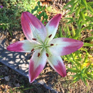 Lily 'Lollypop' (Asiatic)