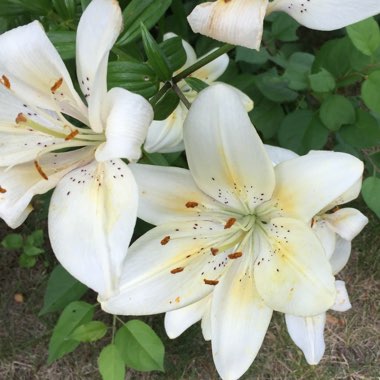 Lily