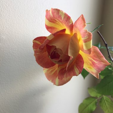 Rose (Hybrid Tea)