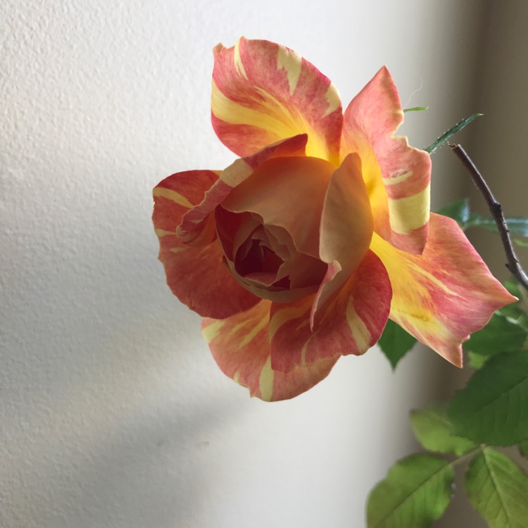 plant image 597387