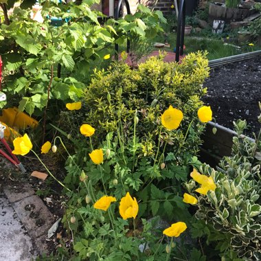 Alpine poppy