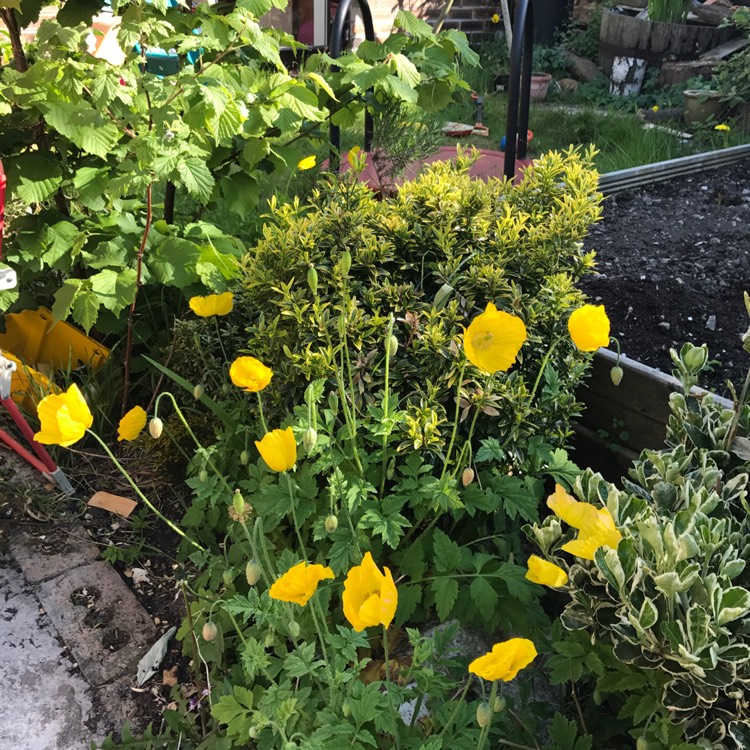 Plant image Papaver alpinum