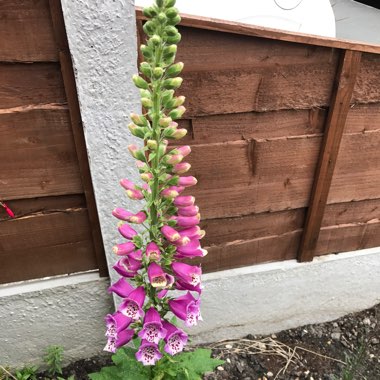 Daniel's garden