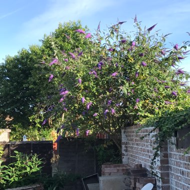 Daniel's garden