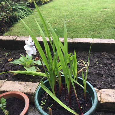 Daniel's garden