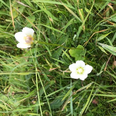 Grass Of Parnassus