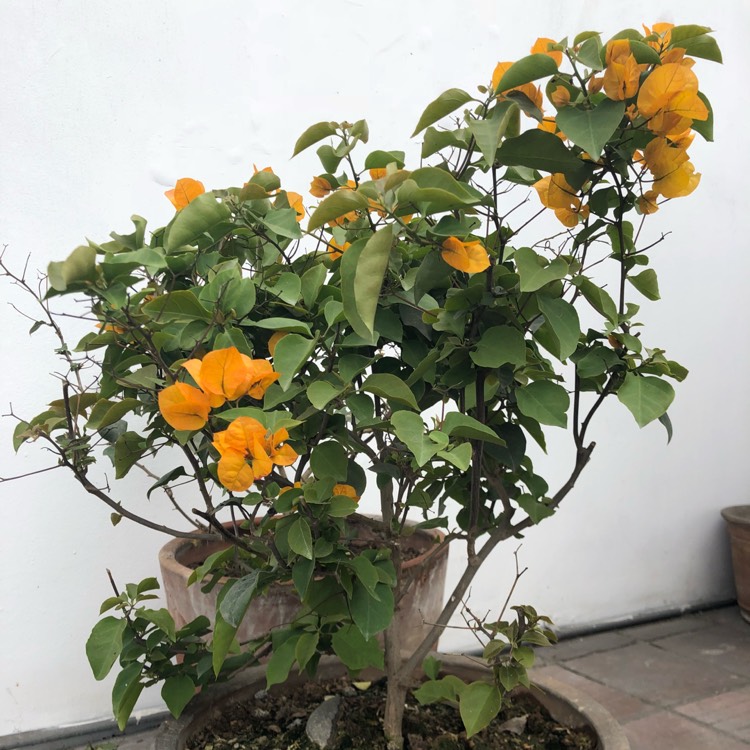 Plant image Bougainvillea 'California Gold'