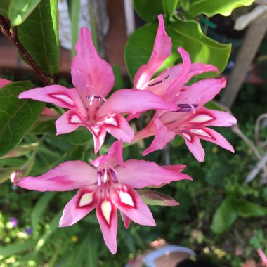 Alison's garden