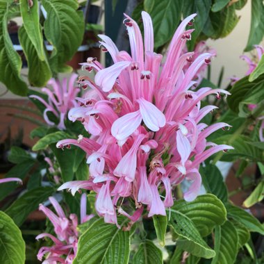 Brazilian plume flower