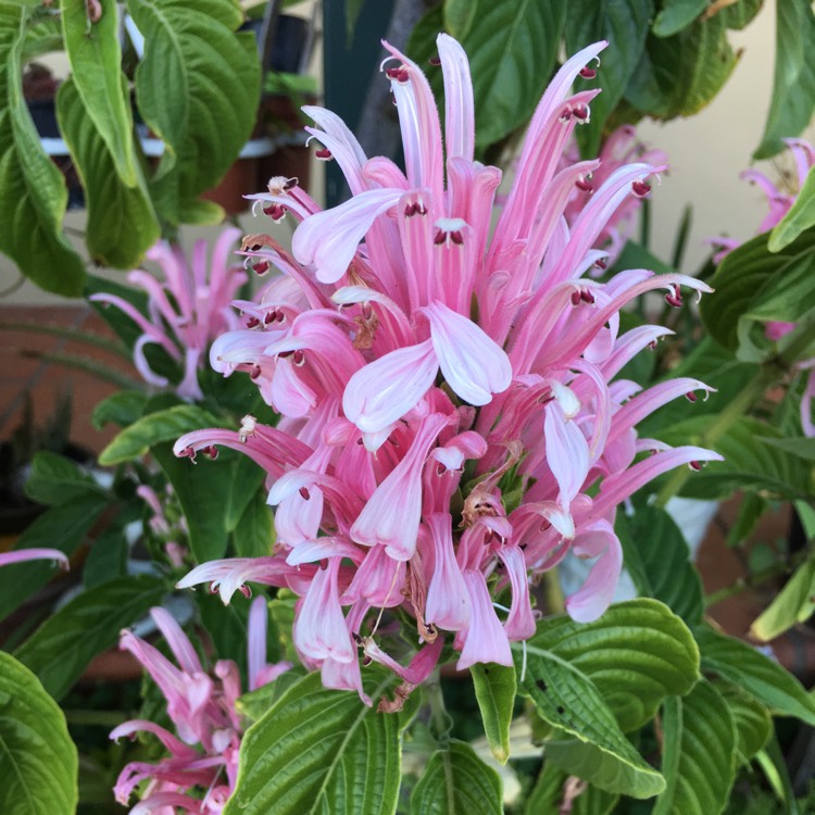 Plant image Justicia carnea