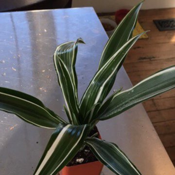 Plant image Dracaena deremensis 'White Jewel'