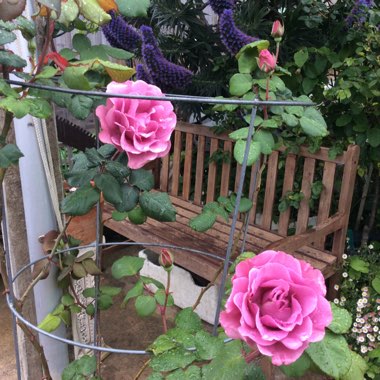 Rose (Climbing)