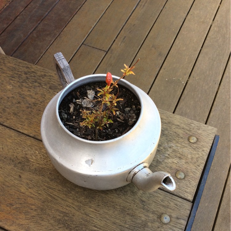 plant image 268250