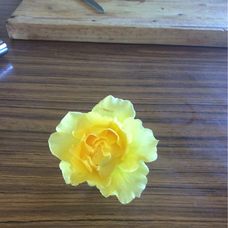 Plant image Rosa 'Gold Bunny'