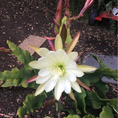 Epiphyllum